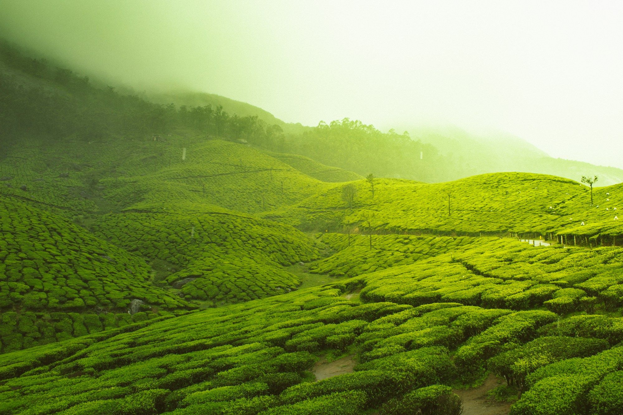 Misty plantation hills of Idukki district, Kerala