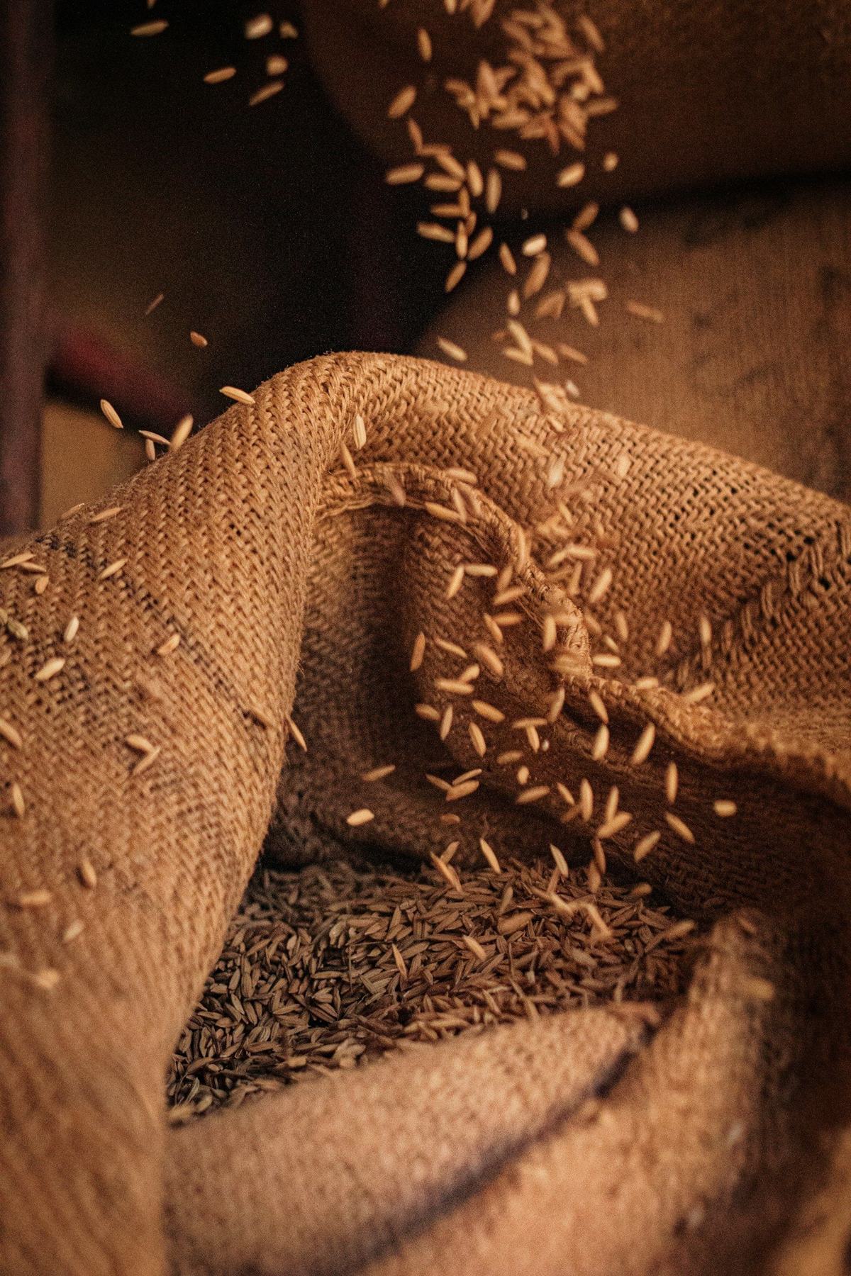 Seeds pouring into a jute sack